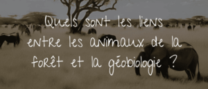 Lire la suite à propos de l’article Quels sont les liens entre les animaux de la savane et la géobiologie?