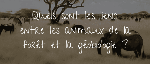 You are currently viewing Quels sont les liens entre les animaux de la savane et la géobiologie?